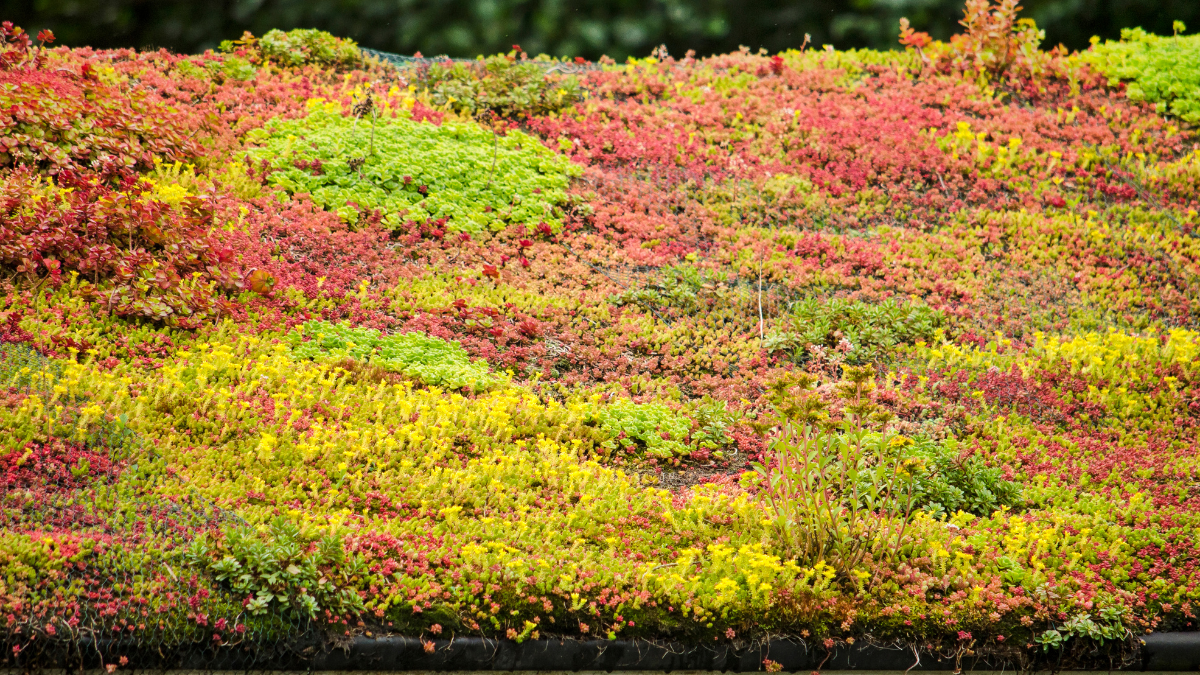 Sedum daken: duurzaam, stijlvol en verrassend veelzijdig